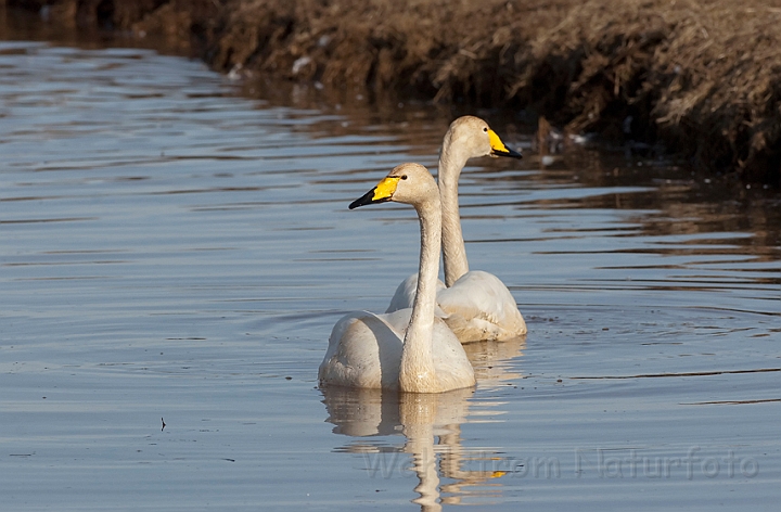 WAH012448.jpg - Sangsvane (Whooper Swan)