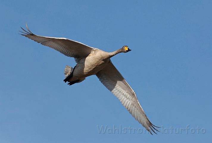 WAH012460.jpg - Sangsvane (Whooper Swan)