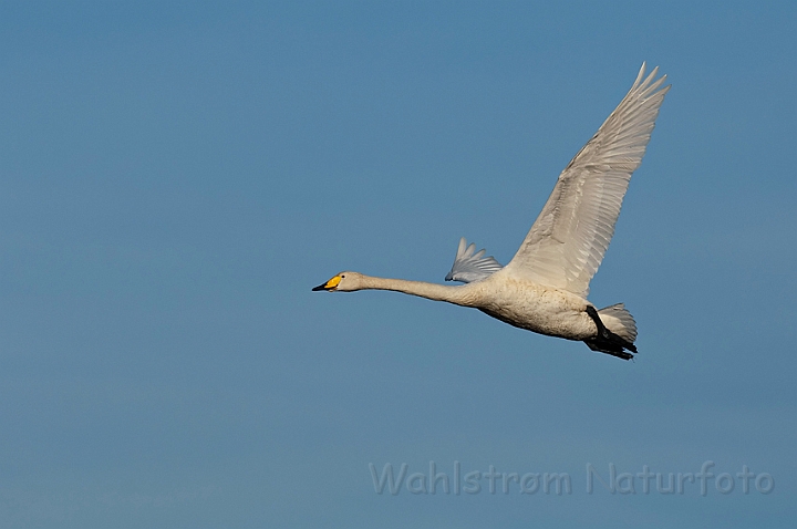 WAH012485.jpg - Sangsvane (Whooper Swan)