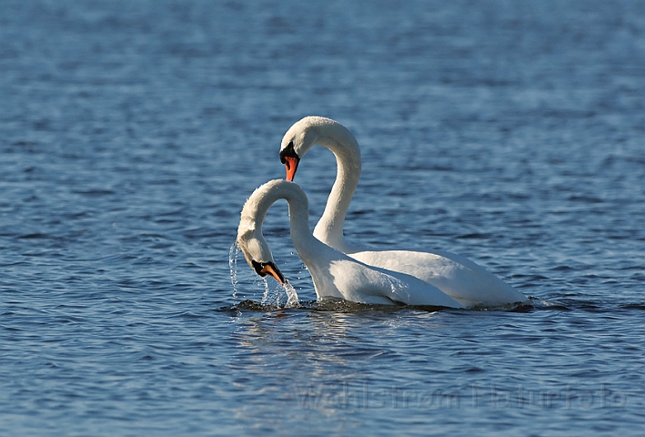 WAH012584.jpg - Knopsvaner (Mute Swans)