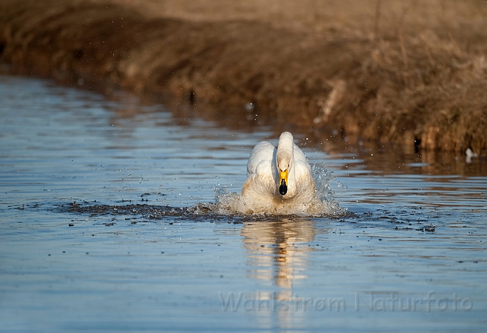 WAH012671.jpg - Sangsvane (Whooper Swan)