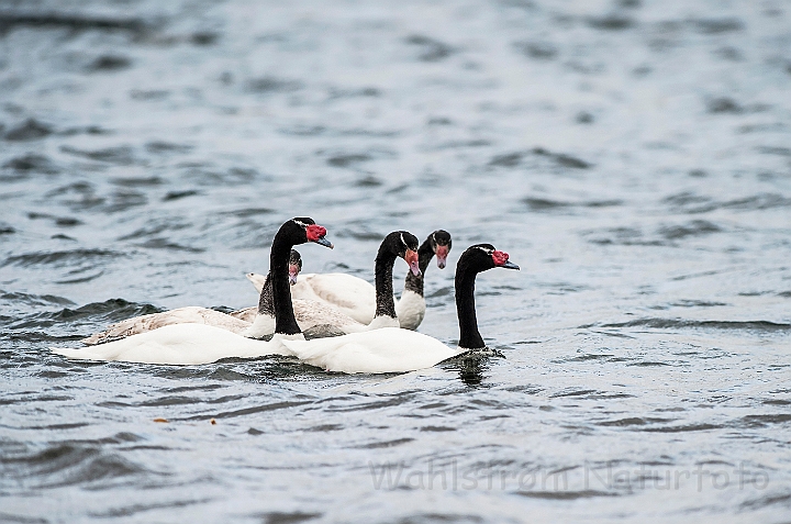 WAH025777.jpg - Sorthalsede svaner (Black-necked Swans)