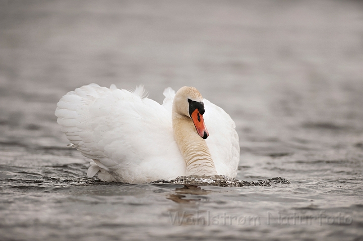 WAH028625.jpg - Knopsvane (Mute Swan)