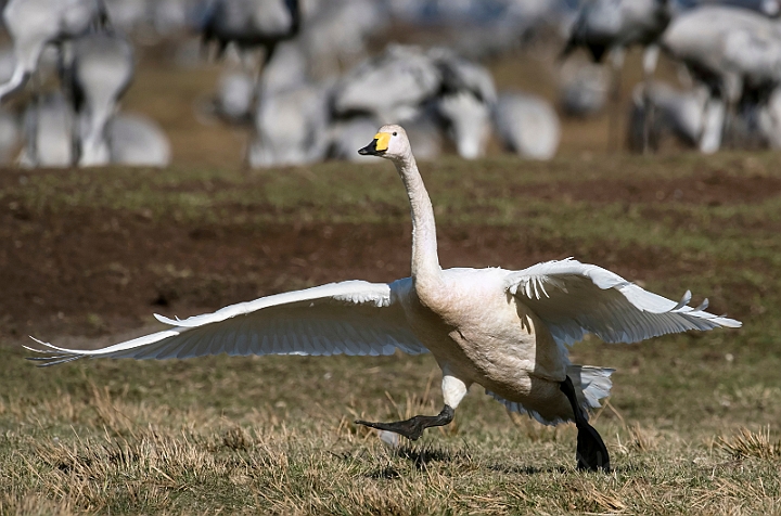 WAH031843_filtered.jpg - Sangsvane (Whooper Swan)