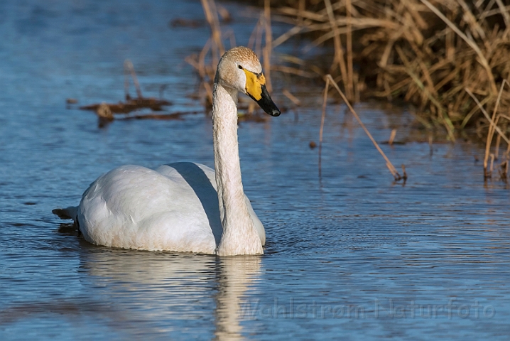 WAH031924_filtered.jpg - Sangsvane (Whooper Swan)