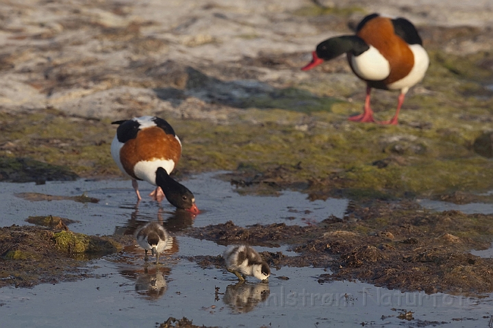 WAH009850.jpg - Gravandepar med unger (Shelducks with chicks)