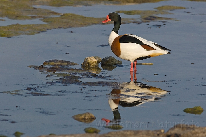 WAH009854.jpg - Gravand, han (Shelduck, male)