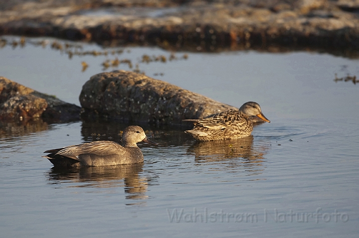 WAH009862.jpg - Knarænder (Gadwalls)