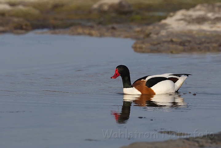 WAH009965.jpg - Gravand, han (Shelduck, male)