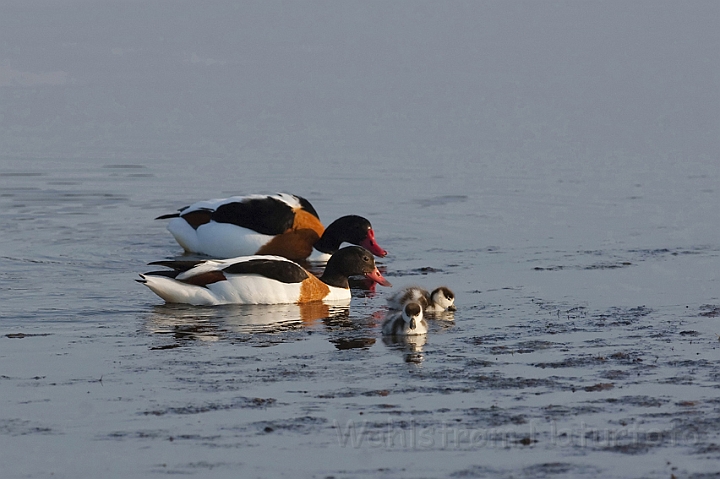 WAH009981.jpg - Gravænder med unger (Shelducks with chicks)