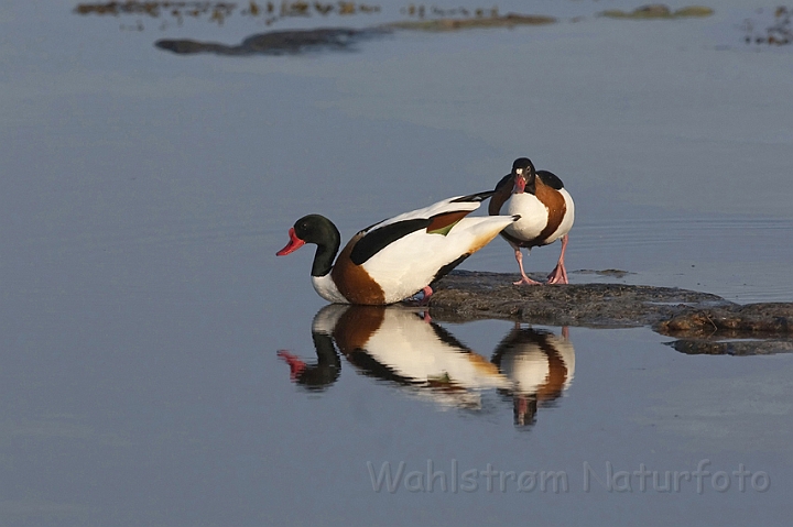 WAH009984.jpg - Gravænder (Shelducks)