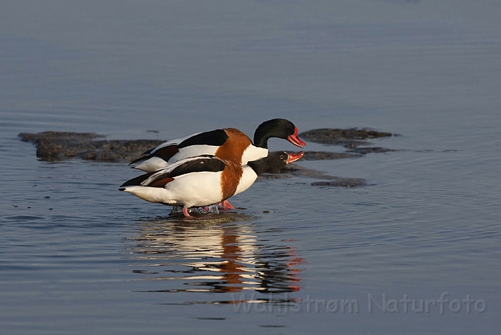 WAH009986.jpg - Gravænder (Shelducks)