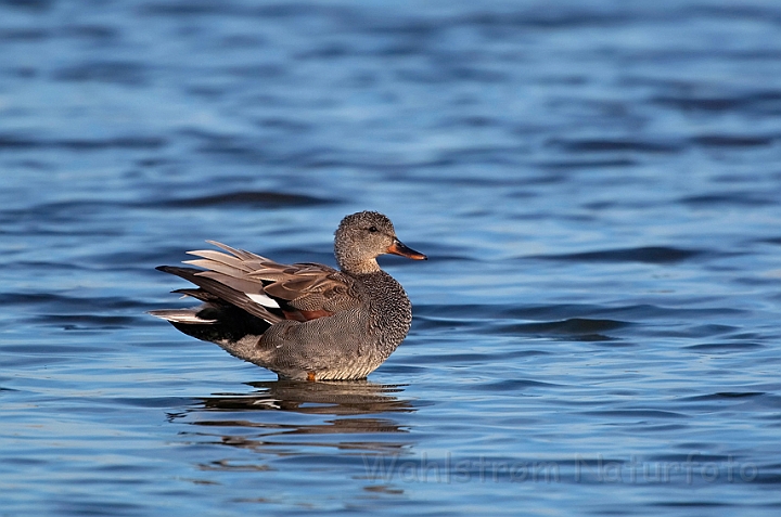 WAH010407.jpg - Knarand, han (Gadwall, male)