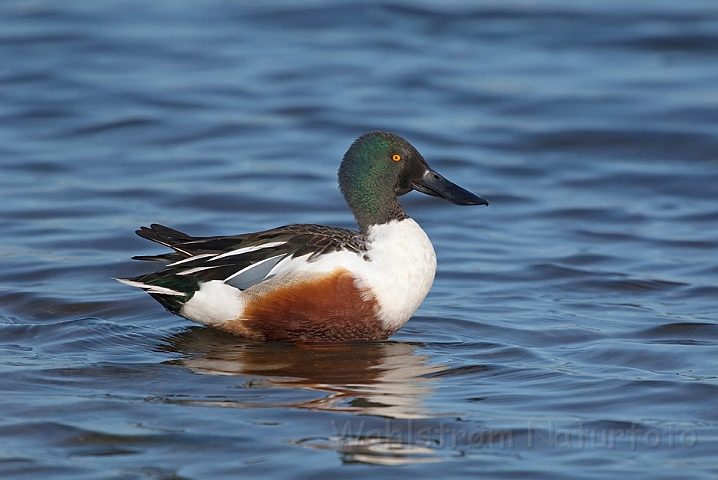 WAH010413.jpg - Skeand, han (Shoveler, male)