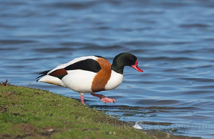 WAH010451.jpg - Gravand, han (Shelduck, male)