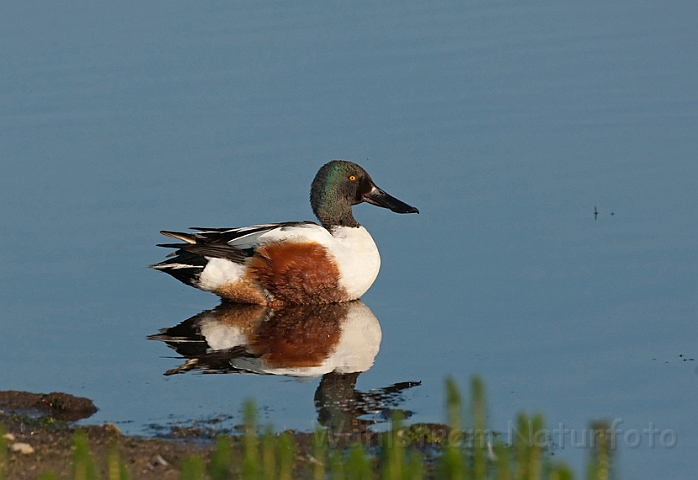 WAH010467.jpg - Skeand, han (Shoveler, male)