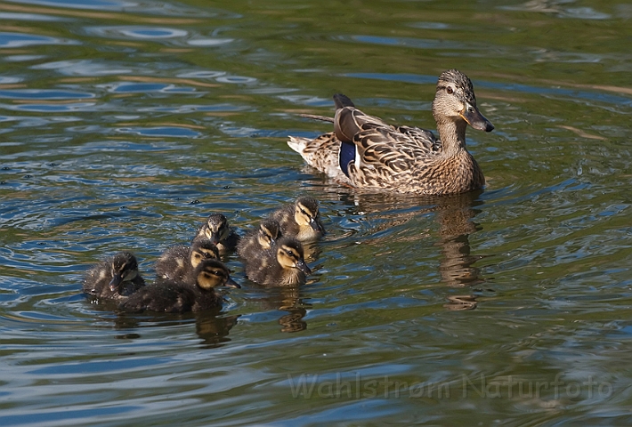 WAH010546.jpg - Gråand (Mallard)