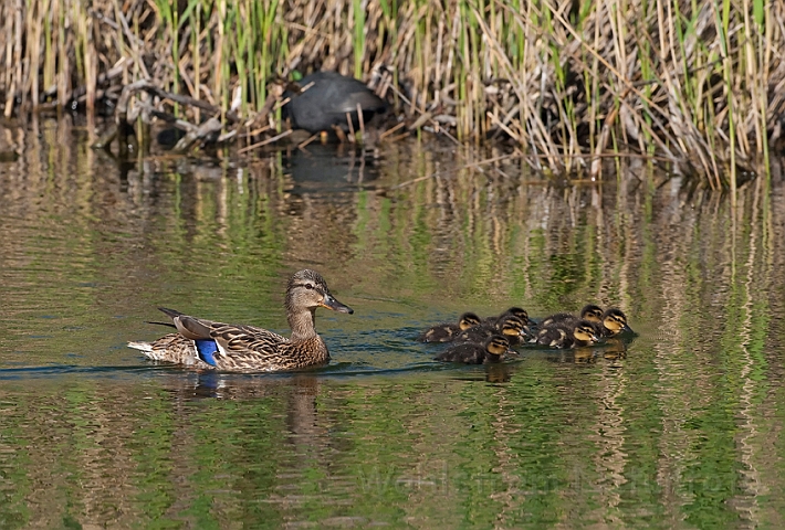 WAH010554.jpg - Gråand (Mallard)