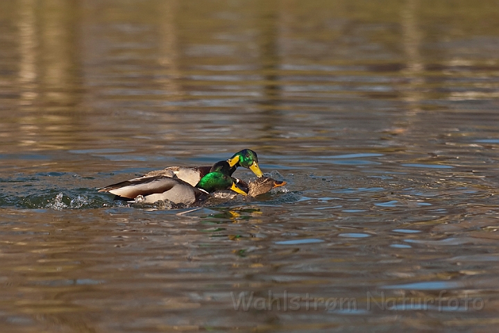 WAH012360.jpg - Gråænder (Mallards)