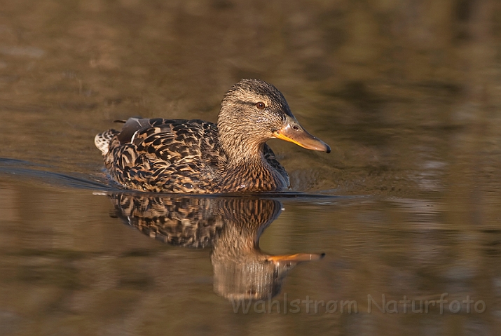 WAH012396.jpg - Gråand, hun (Mallard, female)