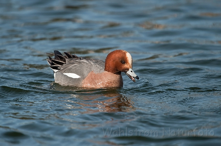 WAH022491.jpg - Pibeand (Eurasian Wigeon)