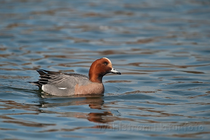 WAH022497.jpg - Pibeand (Eurasian Wigeon)