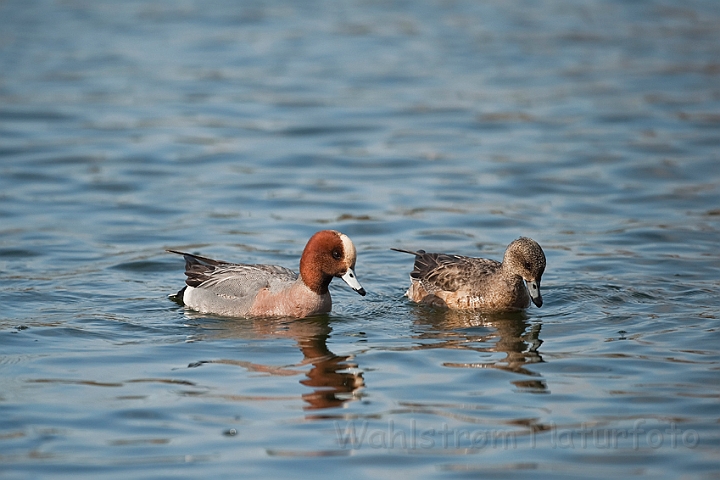 WAH022502.jpg - Pibeand (Eurasian Wigeon)