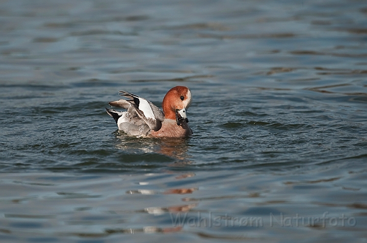 WAH022503.jpg - Pibeand (Eurasian Wigeon)