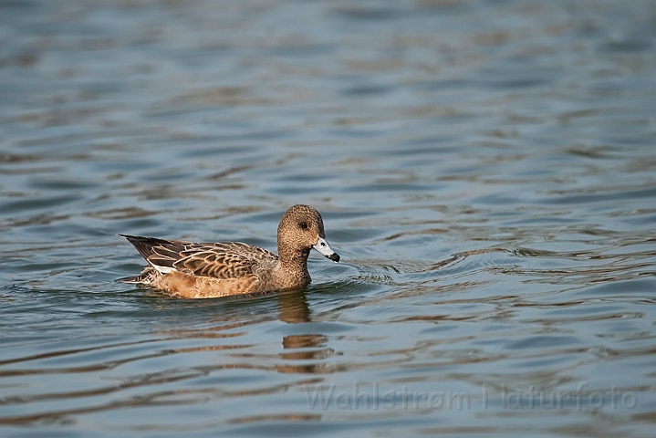 WAH022511.jpg - Pibeand, hun (Eurasian Wigeon, female)