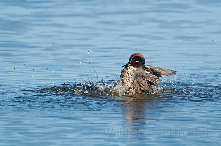 WAH022571.jpg - Krikand, han (Teal, male)