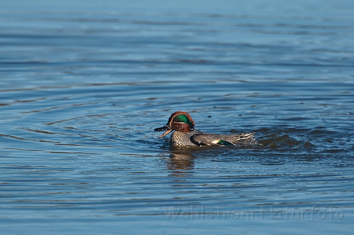 WAH022582.jpg - Krikand, han (Teal, male)