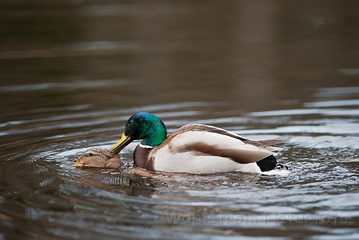 WAH022770.jpg - Gråænder (Mallards)