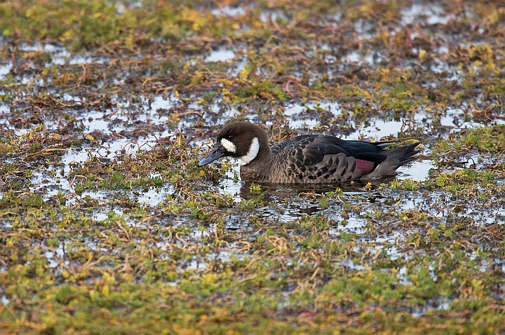 WAH026071.jpg - Bronzevinget and (Bronze-winged Duck)