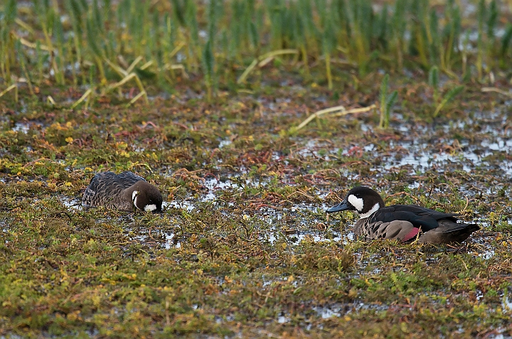 WAH026072.jpg - Bronzevinget and (Bronze-winged Duck)