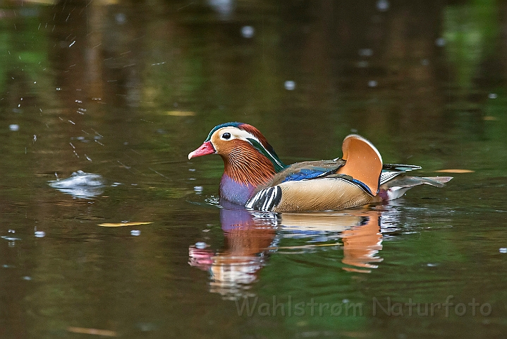 WAH027244.jpg - Mandarinand (Mandarin Duck)