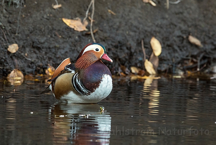 WAH027246.jpg - Mandarinand (Mandarin Duck)