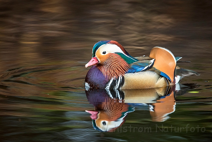 WAH027258.jpg - Mandarinand (Mandarin Duck)