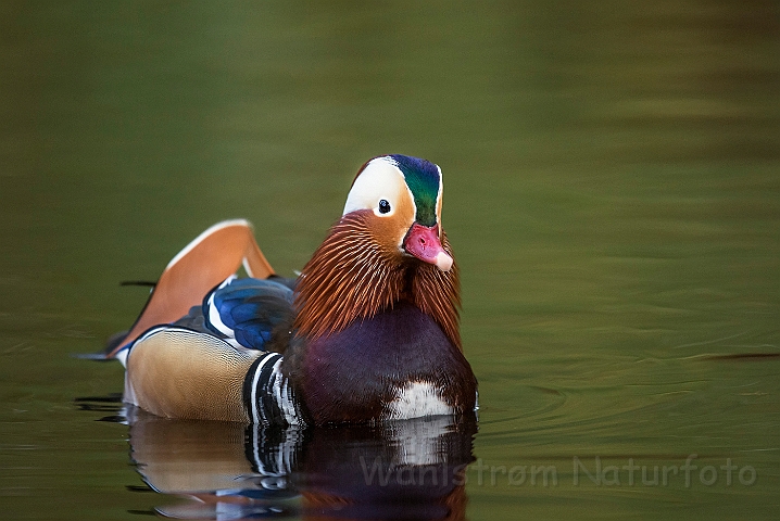 WAH027259.jpg - Mandarinand (Mandarin Duck)