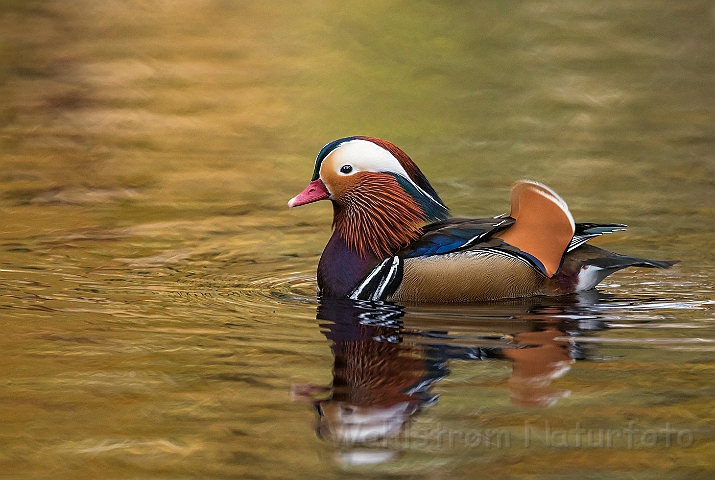 WAH027264.jpg - Mandarinand (Mandarin Duck)