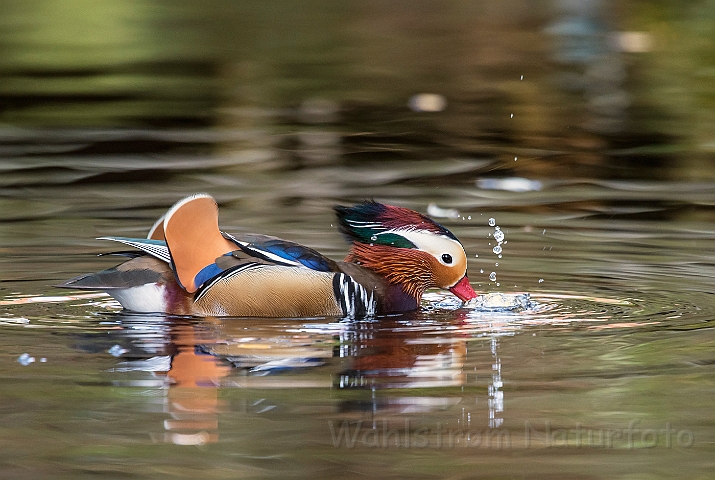 WAH027271.jpg - Mandarinand (Mandarin Duck)