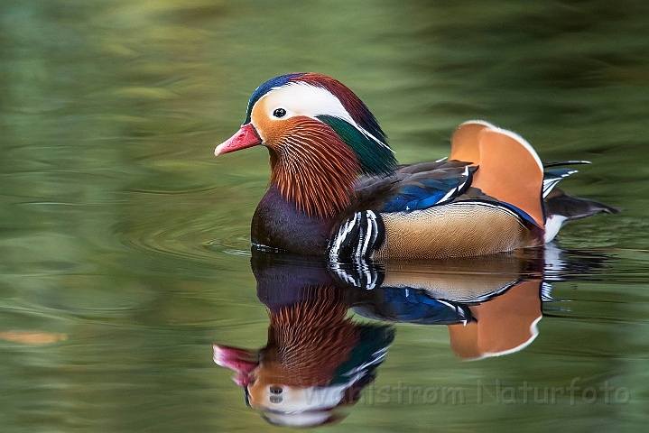 WAH027272.jpg - Mandarinand (Mandarin Duck)