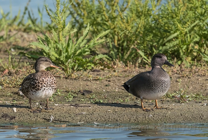 WAH031660_filtered.jpg - Knarænder (Gadwalls)