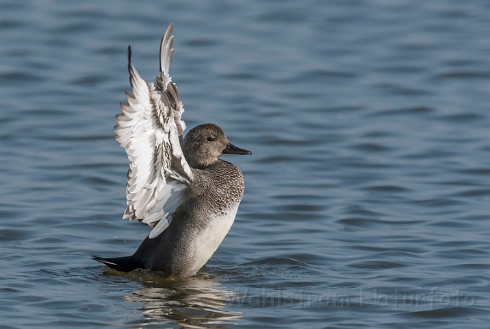 WAH031663_filtered.jpg - Knarand (Gadwall)