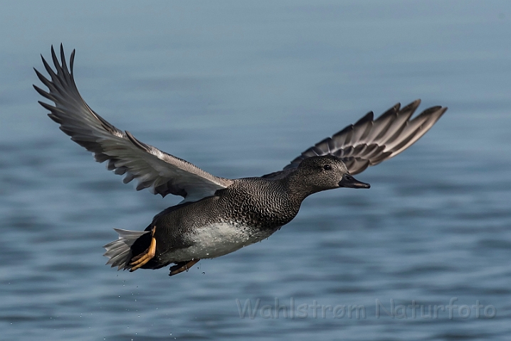 WAH031677_filtered.jpg - Knarand (Gadwall)