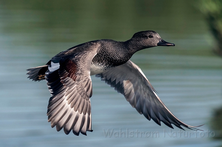 WAH031678_filtered.jpg - Knarand (Gadwall)