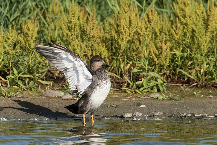 WAH031706_filtered.jpg - Knarand (Gadwall)