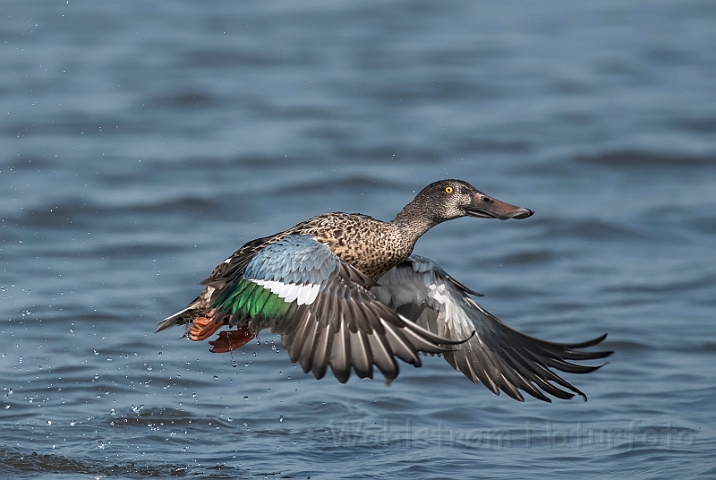 WAH031716_filtered.jpg - Skeand (Shoveler)