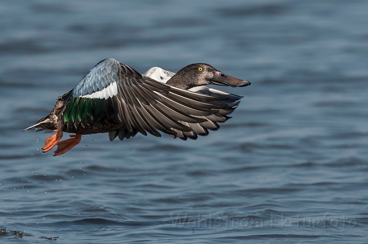 WAH031717_filtered.jpg - Skeand (Shoveler)