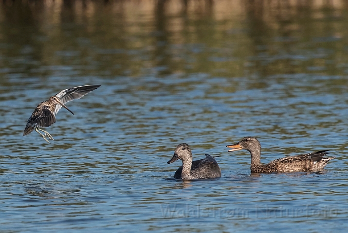 WAH031735_filtered.jpg - Knarænder (Gadwalls)