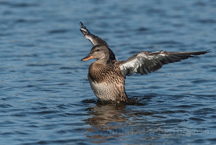 WAH031773_filtered.jpg - Knarand (Gadwall)